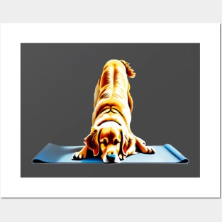 Golden Labrador doing down dog yoga pose Posters and Art